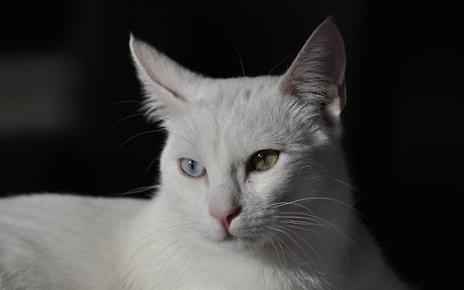 Two Eyed Cat  from Chrome web store to be run with OffiDocs Chromium online Two Eyed Cat  from Chrome web store to be run with OffiDocs Chromium online