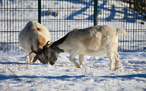 Two fat goats butted each other  from Chrome web store to be run with OffiDocs Chromium online
