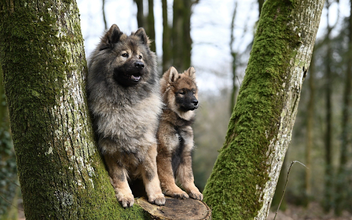 Two furry dogs  from Chrome web store to be run with OffiDocs Chromium online