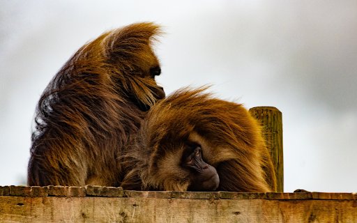 Two furry monkey  from Chrome web store to be run with OffiDocs Chromium online