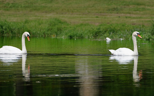 Two geese by the lake  from Chrome web store to be run with OffiDocs Chromium online