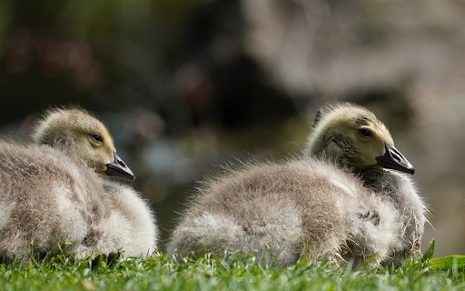 Two geese on the grass  from Chrome web store to be run with OffiDocs Chromium online