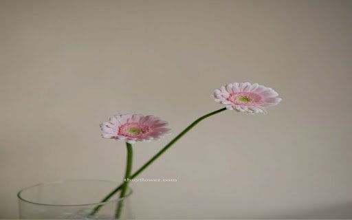 two gerbera daisies wallpaper  from Chrome web store to be run with OffiDocs Chromium online