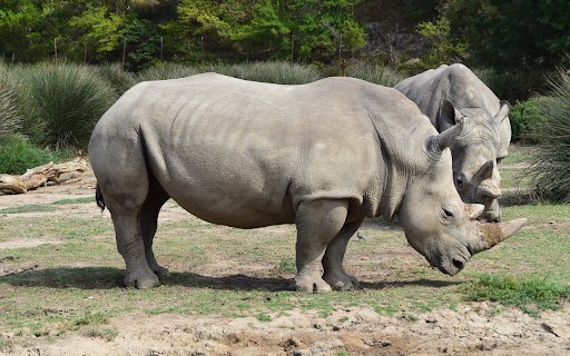 Two Giant Rhinos  from Chrome web store to be run with OffiDocs Chromium online