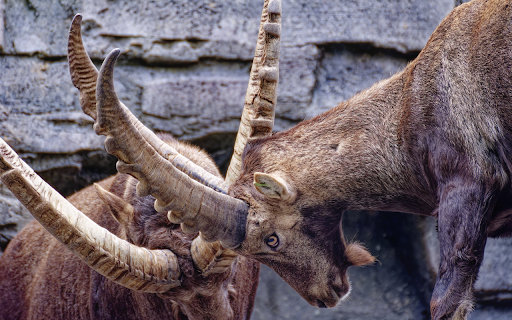 Two goats butting their horns  from Chrome web store to be run with OffiDocs Chromium online