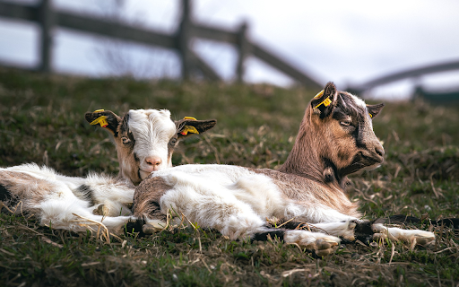 Two goats in the meadow  from Chrome web store to be run with OffiDocs Chromium online