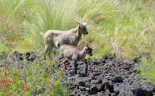Two Goats on the Grass from Chrome web store to be run with OffiDocs Chromium online Two Goats on the Grass from Chrome web store to be run with OffiDocs Chromium online