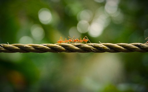 Two Golden Ants  from Chrome web store to be run with OffiDocs Chromium online