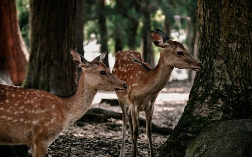 Two Golden Deer  from Chrome web store to be run with OffiDocs Chromium online