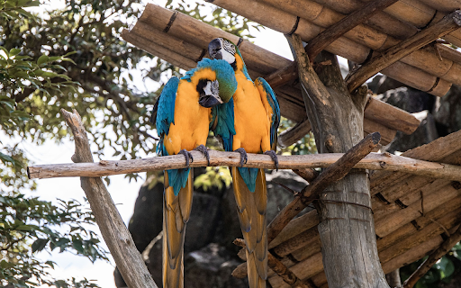 Two green parrots in front of the nest  from Chrome web store to be run with OffiDocs Chromium online