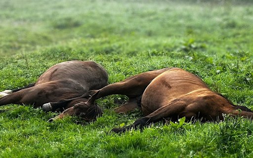 Two Horses in a Green Field  from Chrome web store to be run with OffiDocs Chromium online