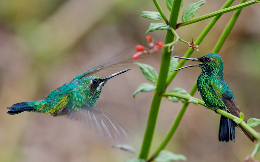 Two hummingbirds  from Chrome web store to be run with OffiDocs Chromium online