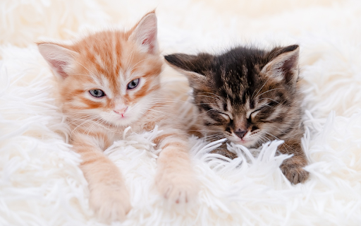 Two Kittens  from Chrome web store to be run with OffiDocs Chromium online