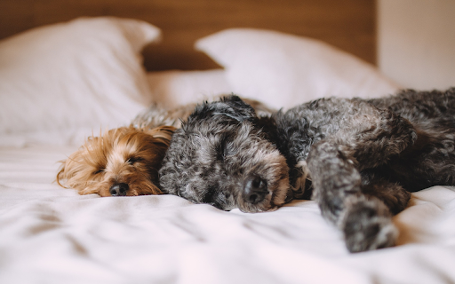Two lazy dogs  from Chrome web store to be run with OffiDocs Chromium online