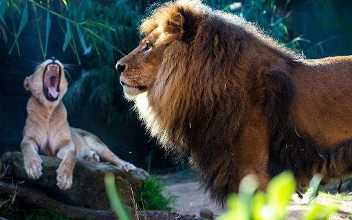Two lions  from Chrome web store to be run with OffiDocs Chromium online