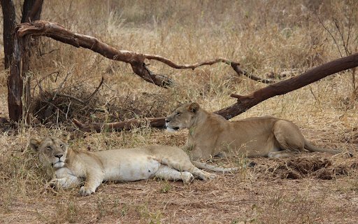 Two Lions Under the Tree  from Chrome web store to be run with OffiDocs Chromium online