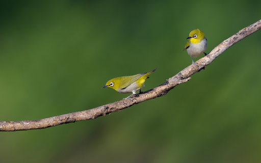 Two little birds  from Chrome web store to be run with OffiDocs Chromium online