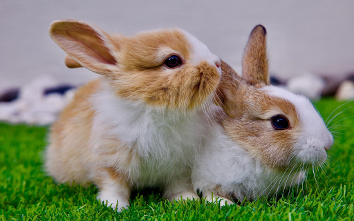 Two little bunnies  from Chrome web store to be run with OffiDocs Chromium online