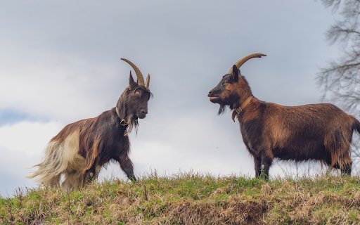 Two Long Bearded Goats  from Chrome web store to be run with OffiDocs Chromium online