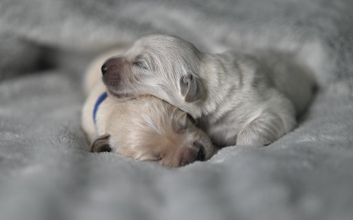 Two lovely poodles from Chrome web store to be run with OffiDocs Chromium online Two lovely poodles from Chrome web store to be run with OffiDocs Chromium online