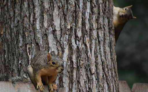 Two mischievous squirrels  from Chrome web store to be run with OffiDocs Chromium online