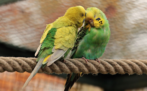Two parrots together  from Chrome web store to be run with OffiDocs Chromium online