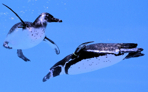 Two penguins swimming  from Chrome web store to be run with OffiDocs Chromium online