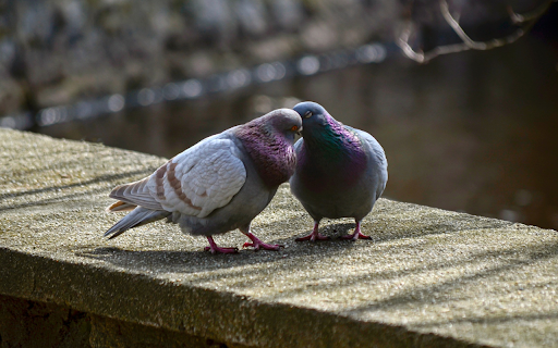 Two pigeons  from Chrome web store to be run with OffiDocs Chromium online