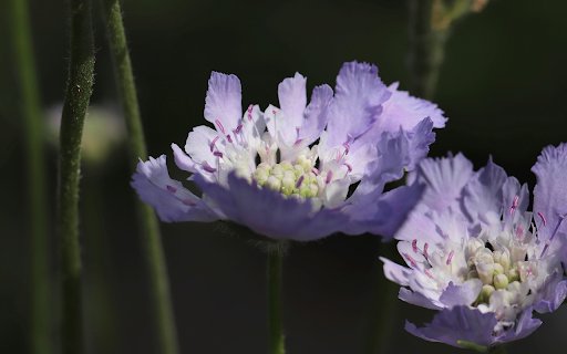 Two purple flowers  from Chrome web store to be run with OffiDocs Chromium online