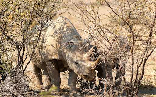 Two rhinos next to bushes and trees  from Chrome web store to be run with OffiDocs Chromium online