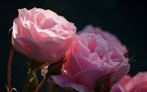 Two roses  from Chrome web store to be run with OffiDocs Chromium online