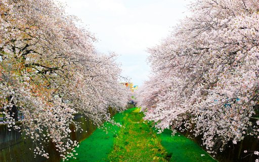 two rows of flowers  from Chrome web store to be run with OffiDocs Chromium online