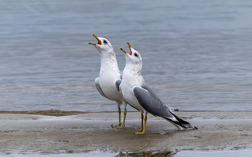 Two Seagulls  from Chrome web store to be run with OffiDocs Chromium online