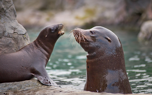 Two sea lions  from Chrome web store to be run with OffiDocs Chromium online