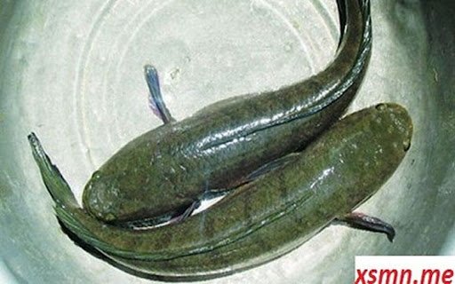 two snakehead fish wallpaper  from Chrome web store to be run with OffiDocs Chromium online