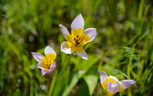 Two tone petals  from Chrome web store to be run with OffiDocs Chromium online