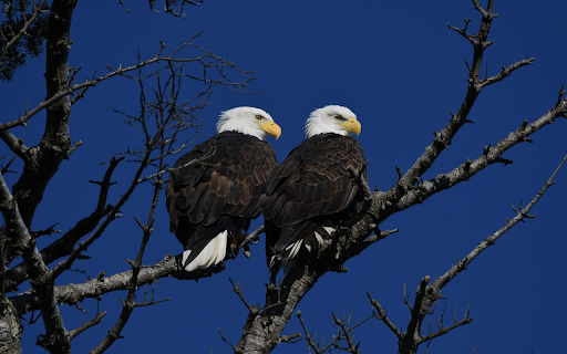 Two white headed birds  from Chrome web store to be run with OffiDocs Chromium online