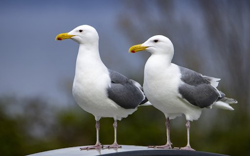 Two white seagulls from Chrome web store to be run with OffiDocs Chromium online Two white seagulls from Chrome web store to be run with OffiDocs Chromium online