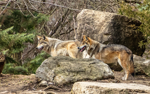 Two Wolves by the Rock  from Chrome web store to be run with OffiDocs Chromium online