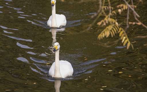 Two yellow beaked swans from Chrome web store to be run with OffiDocs Chromium online Two yellow beaked swans from Chrome web store to be run with OffiDocs Chromium online
