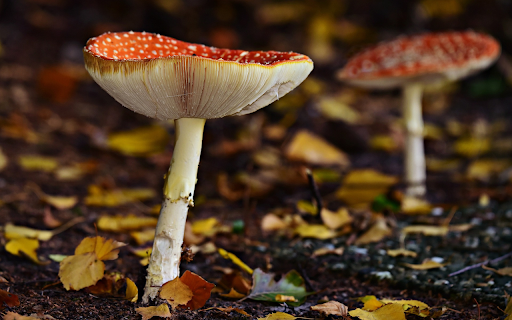 Umbrella shaped mushroom  from Chrome web store to be run with OffiDocs Chromium online