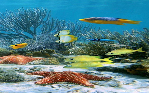 undersea wallpaper from Chrome web store to be run with OffiDocs Chromium online undersea wallpaper from Chrome web store to be run with OffiDocs Chromium online