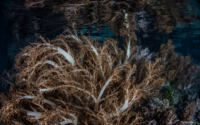 Chrome ウェブストアからの Underwater を OffiDocs Chromium オンラインで実行