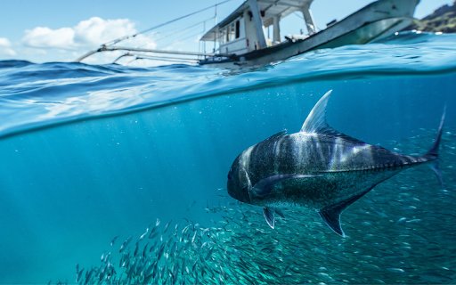 Underwater Life: Fish and Boat from Chrome web store to be run with OffiDocs Chromium online Underwater Life: Fish and Boat from Chrome web store to be run with OffiDocs Chromium online