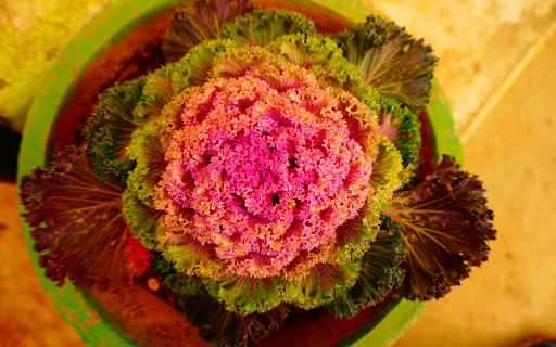 Vegetable flowers  from Chrome web store to be run with OffiDocs Chromium online