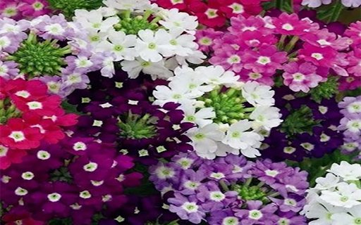 Verbena wallpaper  from Chrome web store to be run with OffiDocs Chromium online