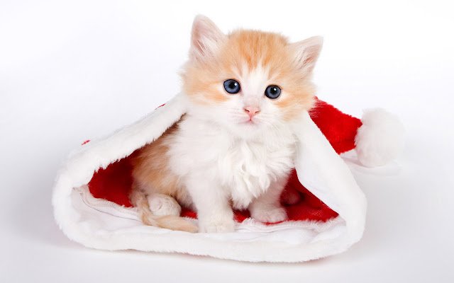 VeryCute Kitten Blue Eyes Theme  from Chrome web store to be run with OffiDocs Chromium online