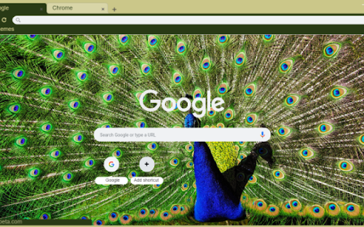 Vibrant Peacock Feathers  from Chrome web store to be run with OffiDocs Chromium online
