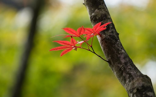 Vibrant Red Autumn Leaves  from Chrome web store to be run with OffiDocs Chromium online