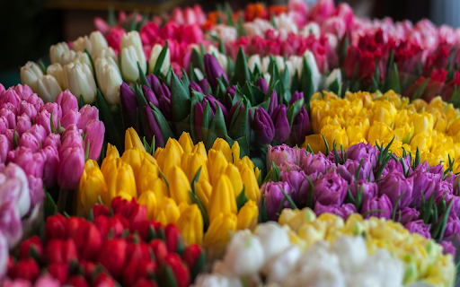 Vibrant Tulip Garden Theme  from Chrome web store to be run with OffiDocs Chromium online